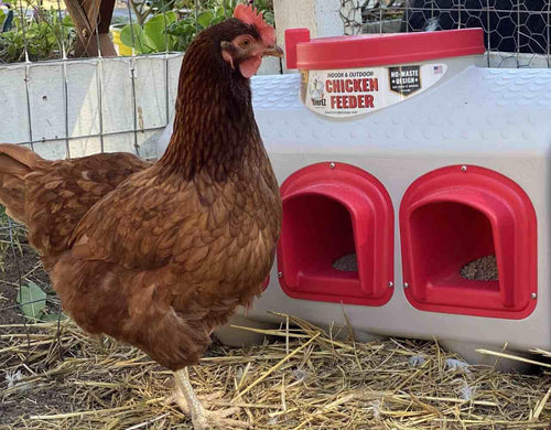 OverEZ Chicken Feeder